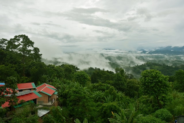 Sajek
