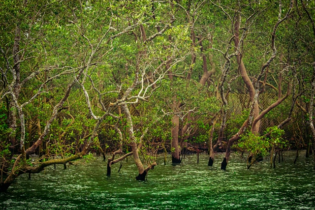 Sundarban